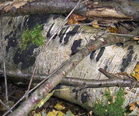 Hypoxylon multiforme